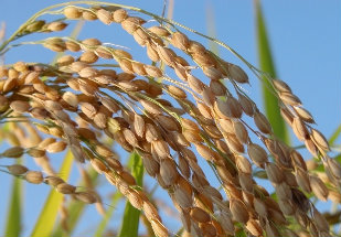 Usina de etanol de arroz vai investir R$ 38,3 milhões para ampliar produção