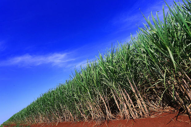 Nova safra de cana-de-açúcar derruba preço do etanol na usina