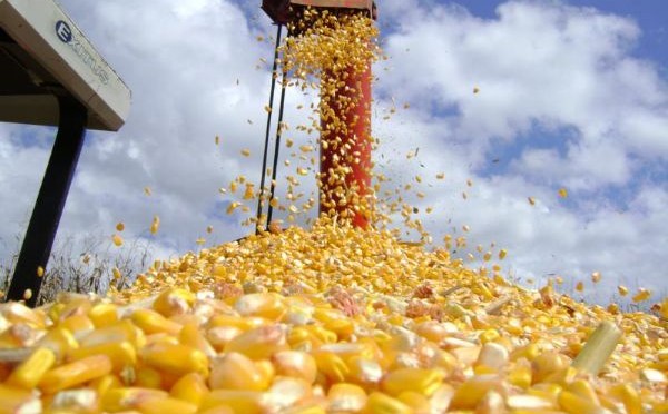Usina de etanol de milho no Mato Grosso aposta em estoque cheio de matéria-prima