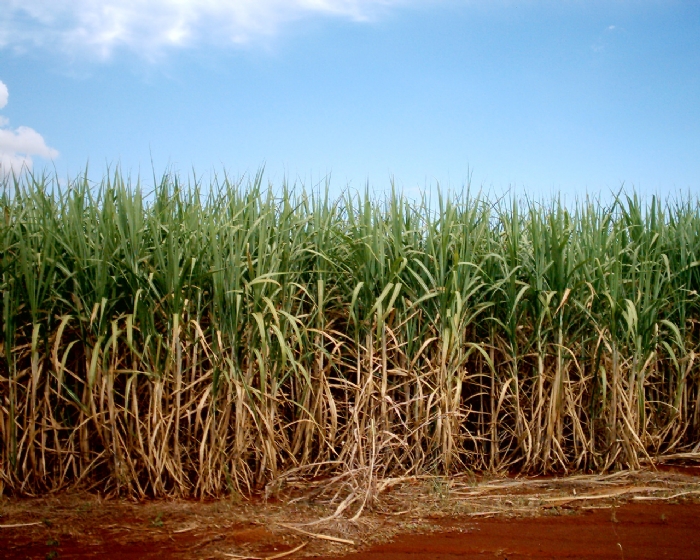 Cana-de-açúcar deu origem à 17% de toda energia do Brasil em 2015
